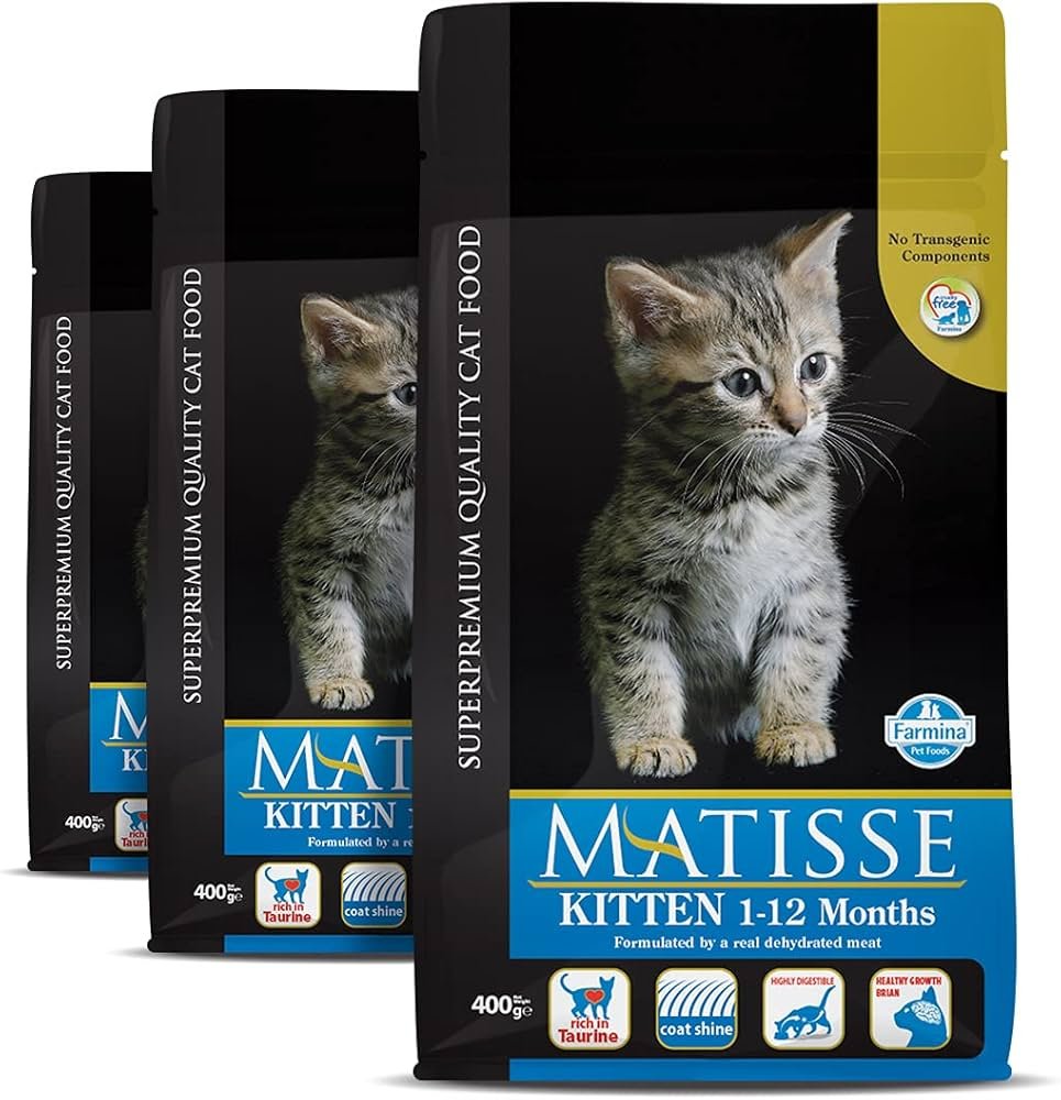Maltese Kitten Adult